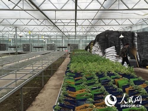 扶貧看貴州：一個(gè)大棚為何讓總書記停留20多分鐘？
