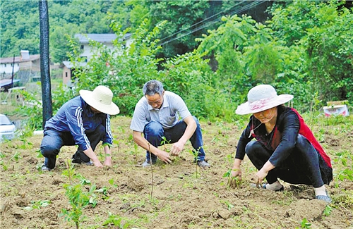 記者蹲點筆記⑦——來自陜西省安康市石泉縣池河鎮五愛村的報告