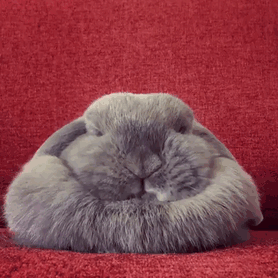 萌化人心 那些變成一灘的動物們