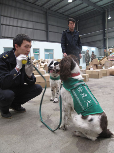 國門新衛士檢疫犬“九九”“花豹”上崗查驗國際郵件和快件