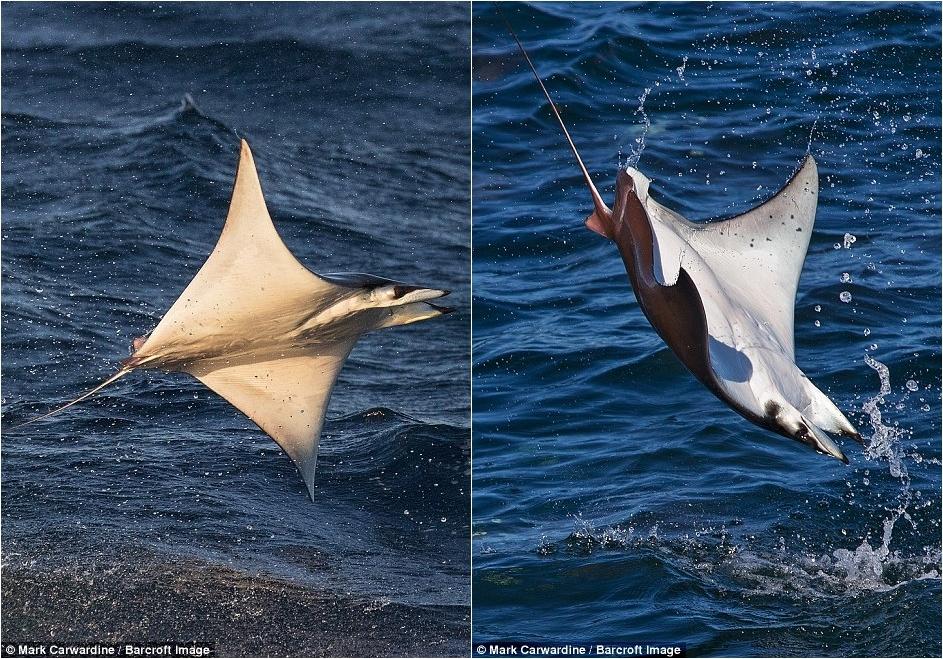 數千條魔鬼魚飛出海面秀“飛行特技”