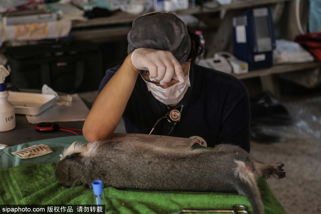 全球最慘動物園永久關(guān)閉