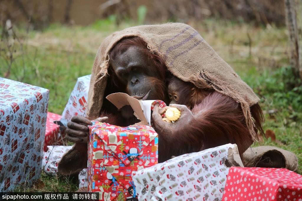 盤點動物圈的圣誕節(jié) 確定你們不是來賣萌的？