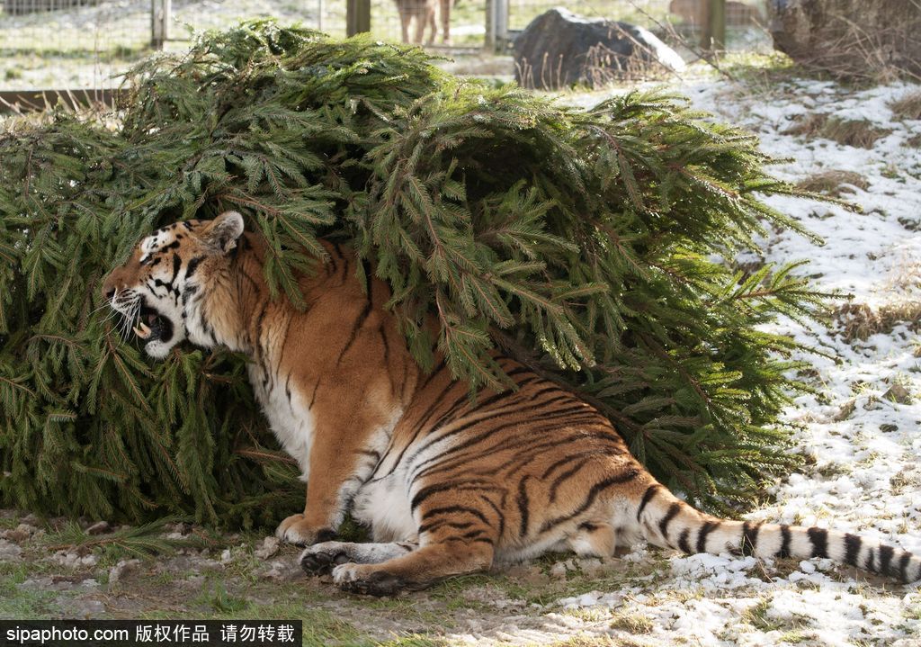 盤點動物圈的圣誕節(jié) 確定你們不是來賣萌的？