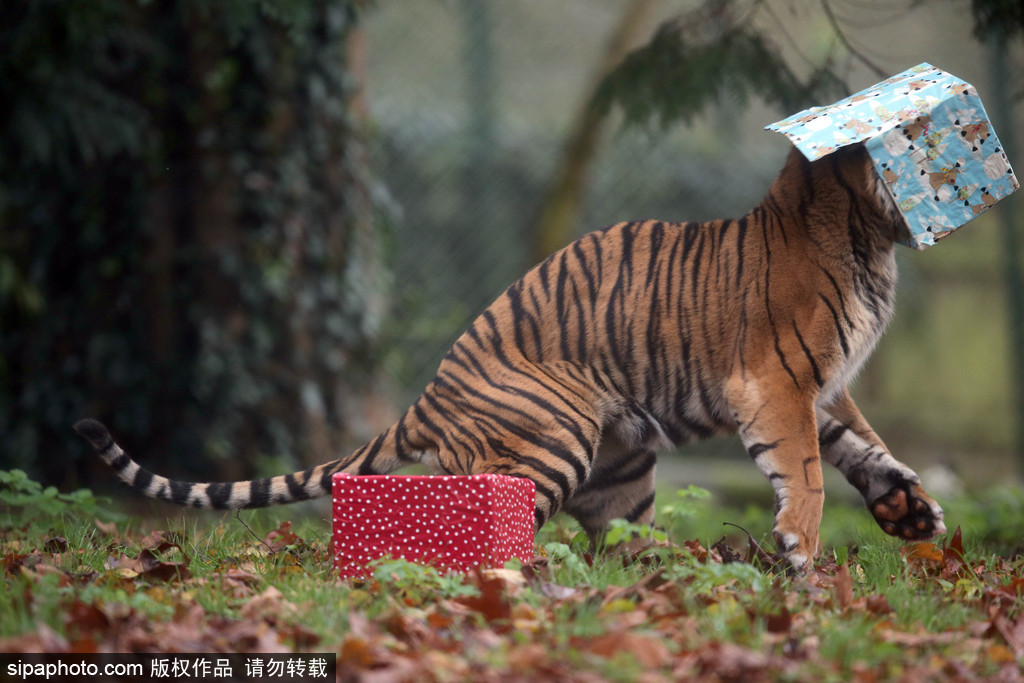 盤點動物圈的圣誕節 確定你們不是來賣萌的？