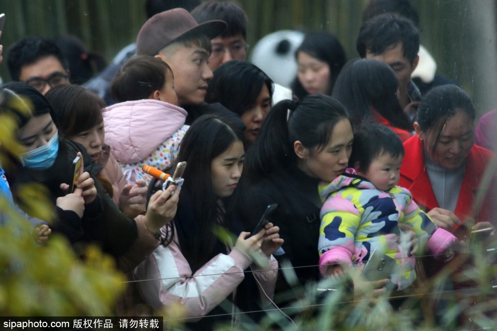 江蘇動物園國寶大熊貓首次對外開放 吸引數萬游客圍觀