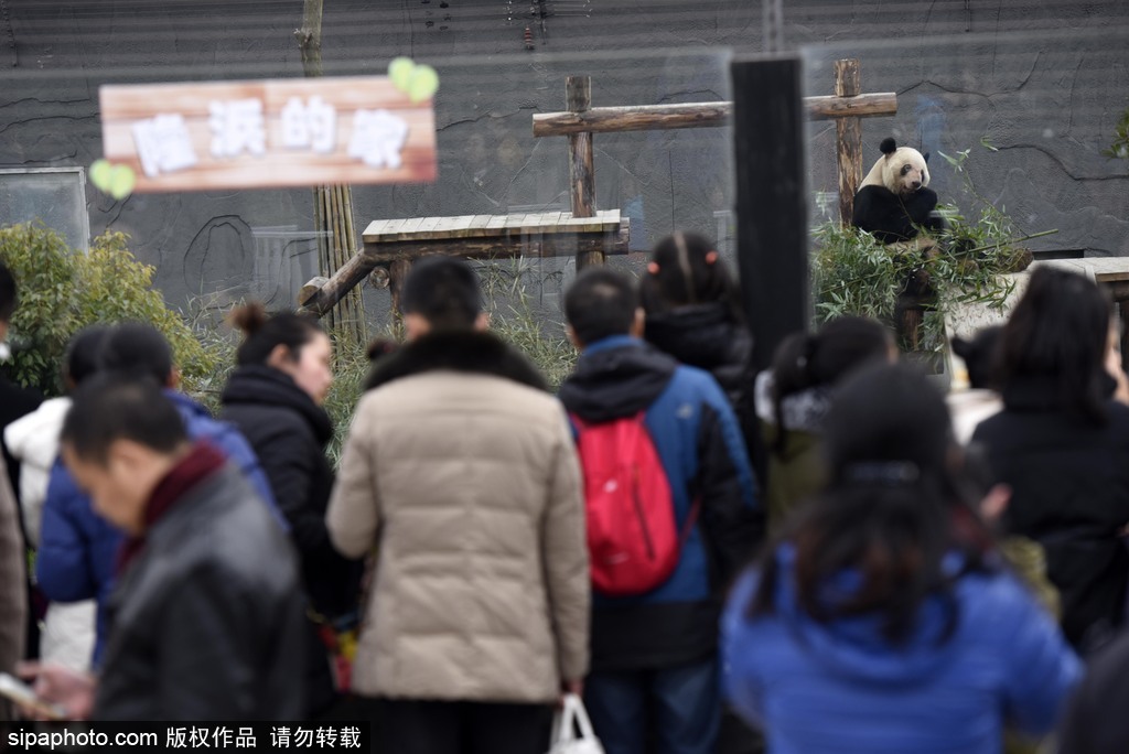 江蘇動物園國寶大熊貓首次對外開放 吸引數(shù)萬游客圍觀