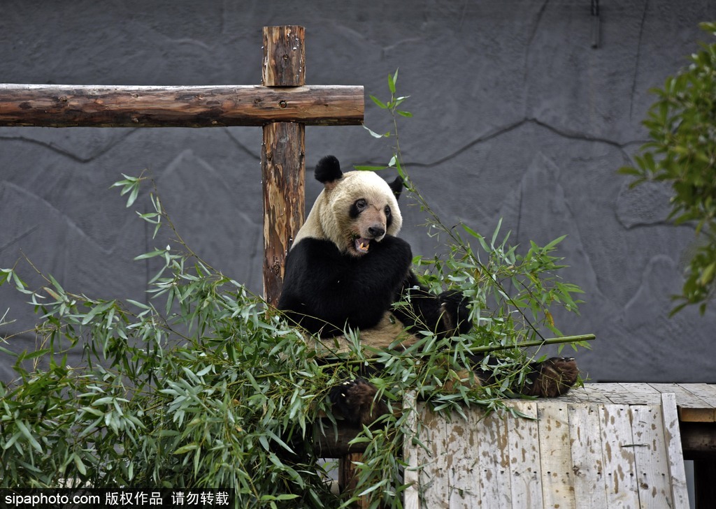 江蘇動物園國寶大熊貓首次對外開放 吸引數(shù)萬游客圍觀