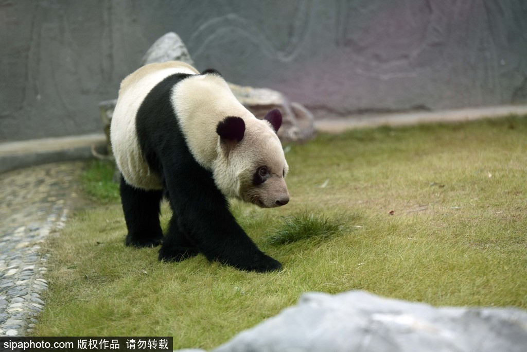 江蘇動(dòng)物園國(guó)寶大熊貓首次對(duì)外開(kāi)放 吸引數(shù)萬(wàn)游客圍觀