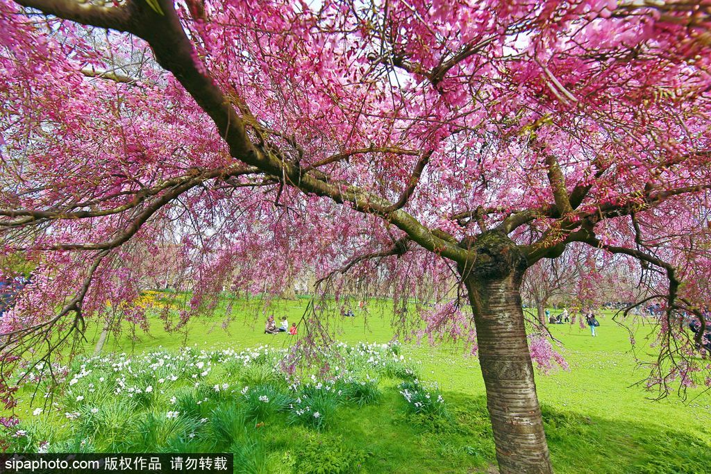日本櫻花季即將到來(lái) 盤(pán)點(diǎn)國(guó)內(nèi)外賞櫻勝地超浪漫