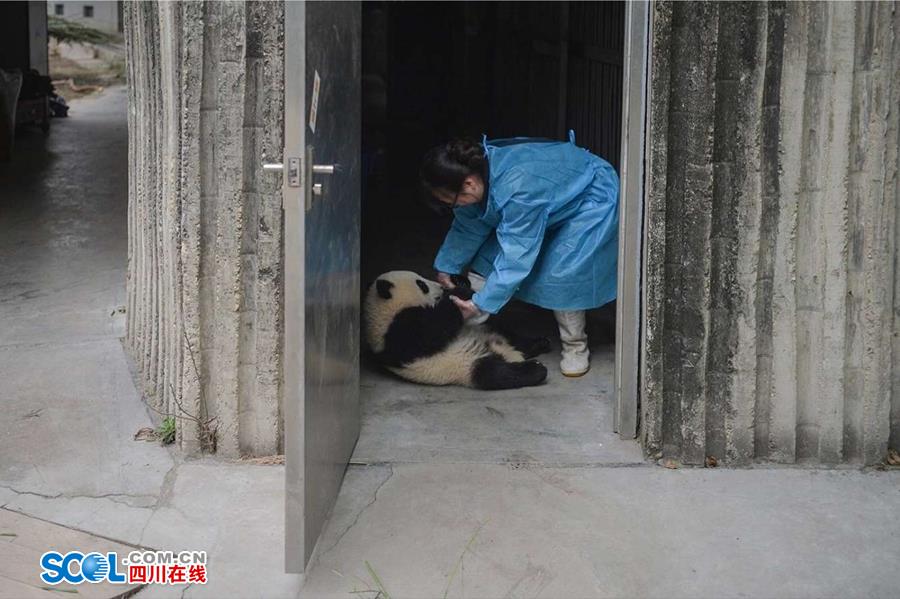 揭秘熊貓保姆工作內幕 不只是被抱大腿（組圖）