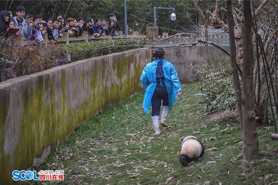 揭秘熊貓保姆工作 喂奶、陪耍視如己出（組圖）
