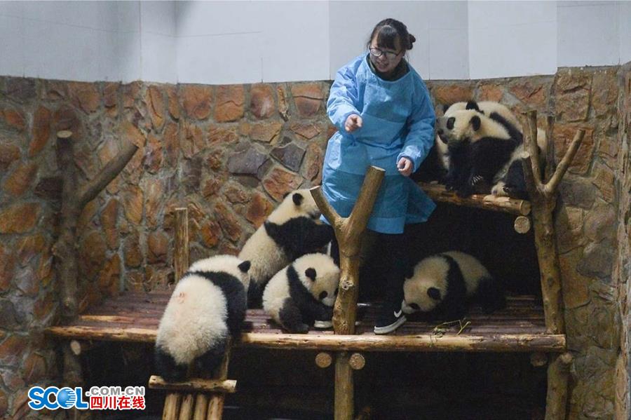 揭秘熊貓保姆工作 喂奶、陪耍視如己出（組圖）