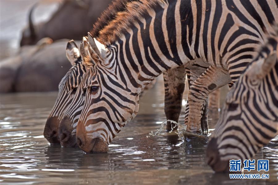 肯尼亞對野生動物進行“人口普查” 包含數量、遷徙路線和資源數據