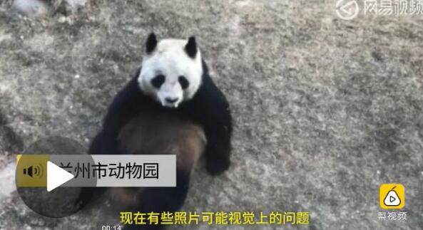 熊貓瘦成皮包骨 看的眾網(wǎng)友心疼不已