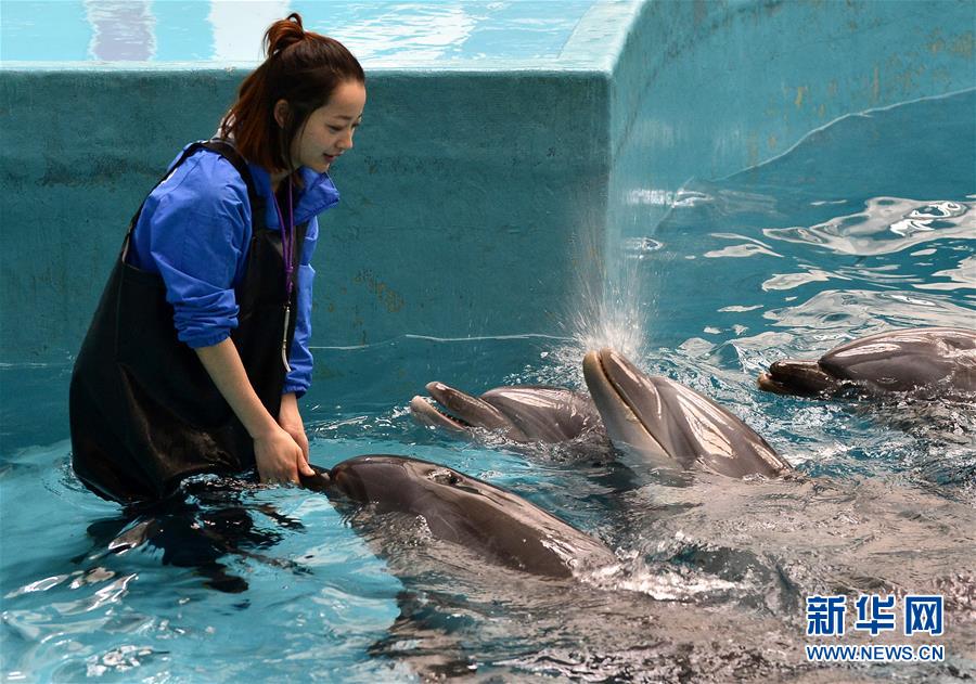 “海豚姑娘”的藍色追夢之旅