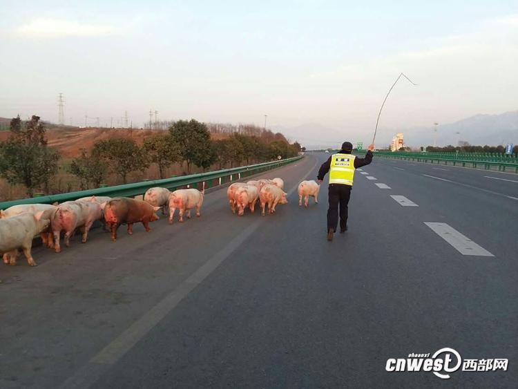 陜西一貨車側翻 “二師兄”高速上撒歡（組圖）