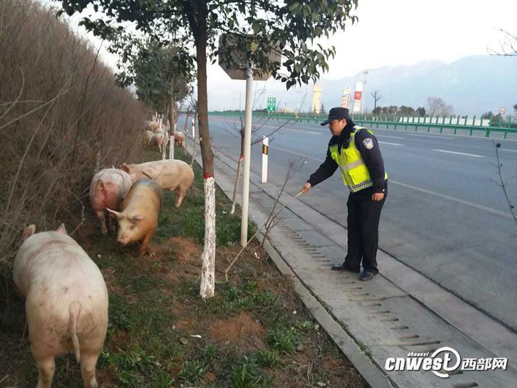 陜西一貨車側翻 “二師兄”高速上撒歡（組圖）