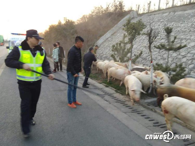 陜西一貨車側(cè)翻 “二師兄”高速上撒歡（組圖）