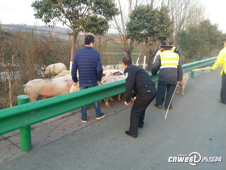 陜西一貨車側(cè)翻 “二師兄”高速上撒歡（組圖）