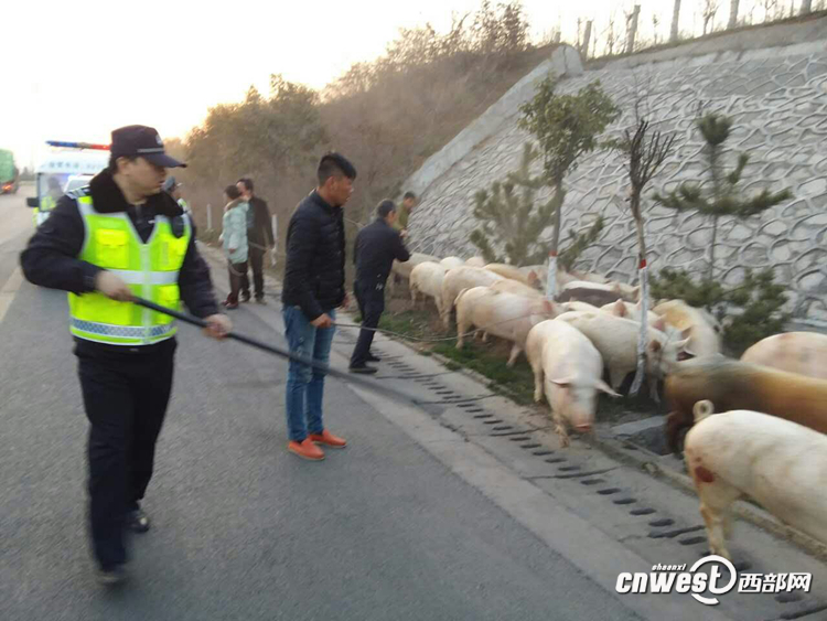 貨車側(cè)翻生豬高速上撒歡 西安交警揮鞭子趕豬回圈（組圖）