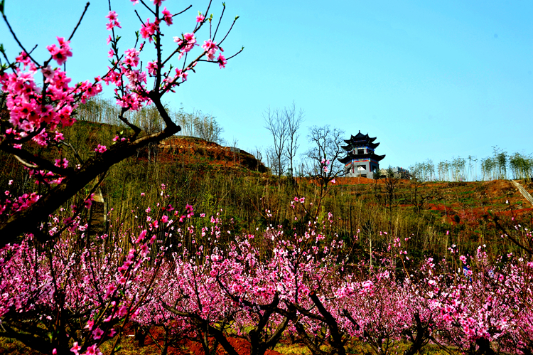 《三生三世》已完結 西安附近哪里能去看桃花？