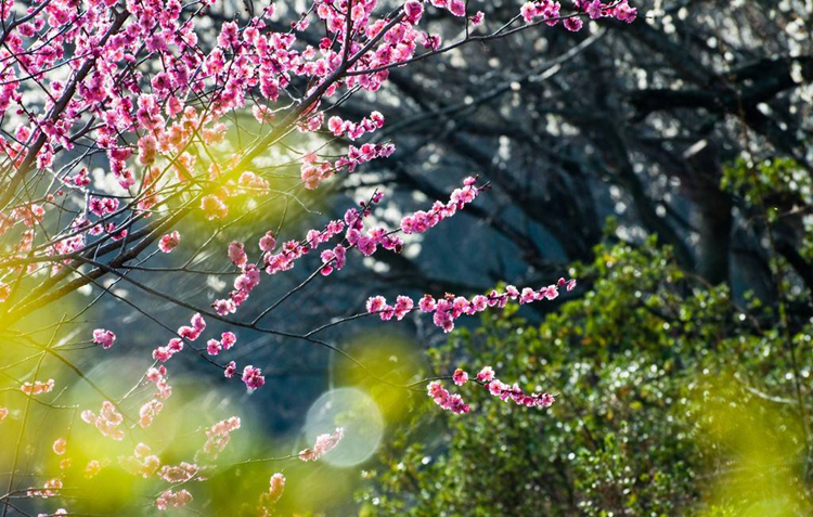 《三生三世》已完結 西安附近哪里能去看桃花？