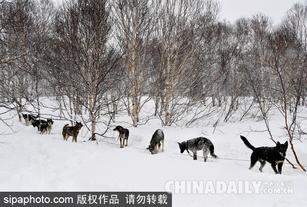 走進西伯利亞狗狗收容所 看雪橇犬們的生活（組圖）