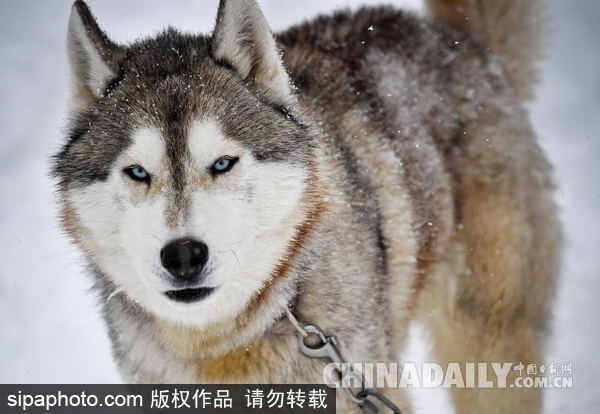 走進(jìn)西伯利亞狗狗收容所 看雪橇犬們的生活（組圖）