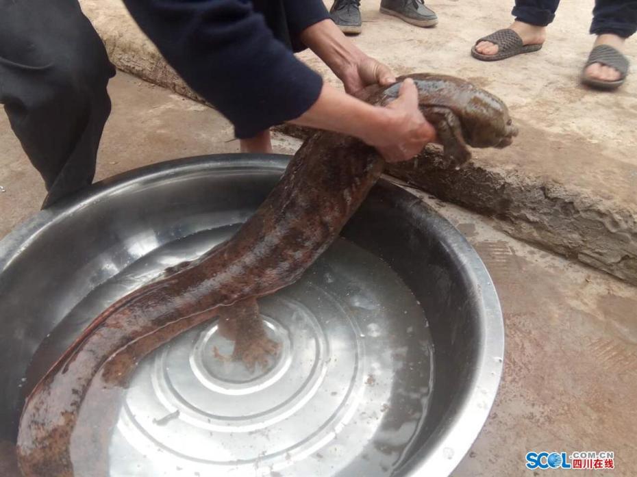 現巨型野生娃娃魚 村民：原以為是個有腳怪物