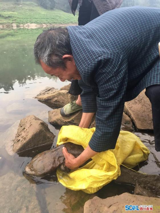 現巨型野生娃娃魚 村民：原以為是個有腳怪物