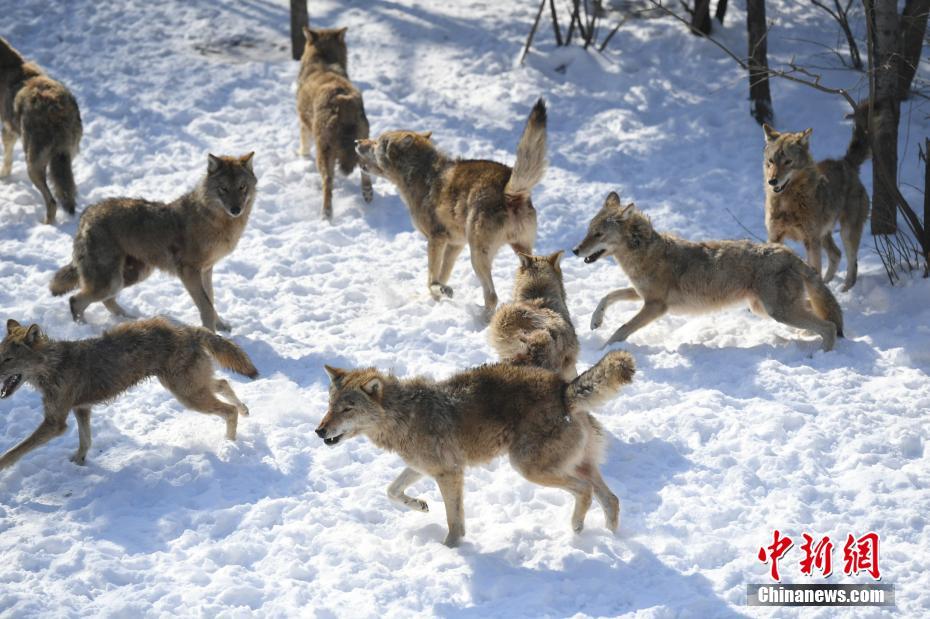 長春多輪降雪后 動物們開啟狂歡模式