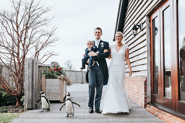 成功搶鏡！英夫婦邀請企鵝參加婚禮（組圖）