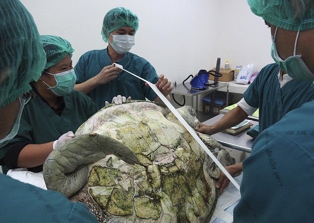 海龜吞915枚硬幣導致腹殼開裂 都是許愿池惹的禍？
