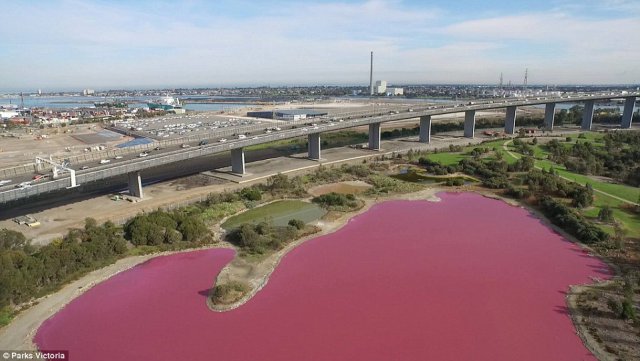 澳大利亞藍色鹽湖突變粉色 網友：可能戀愛了