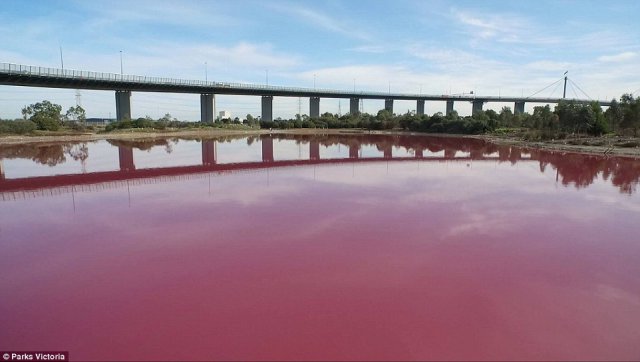 澳大利亞藍色鹽湖突變粉色 網友：可能戀愛了