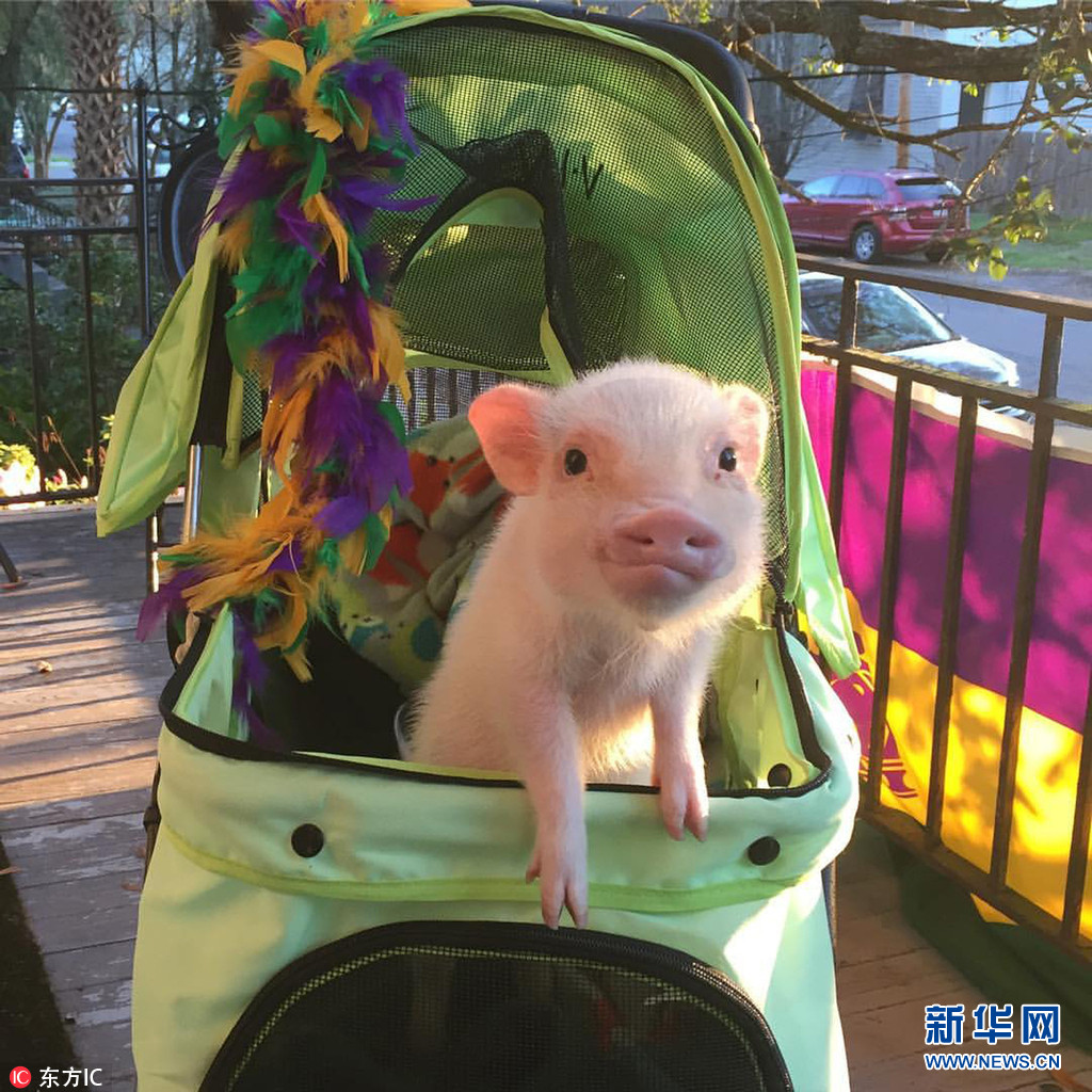 美國迷你豬靠賣萌成“偷心賊” 吸粉無數走紅網絡