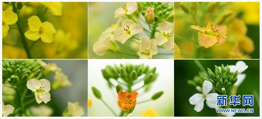 江西彩色油菜花開