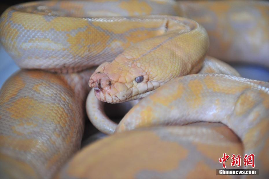 云南野生動物園獸醫對4米蟒蛇進行口腔檢查