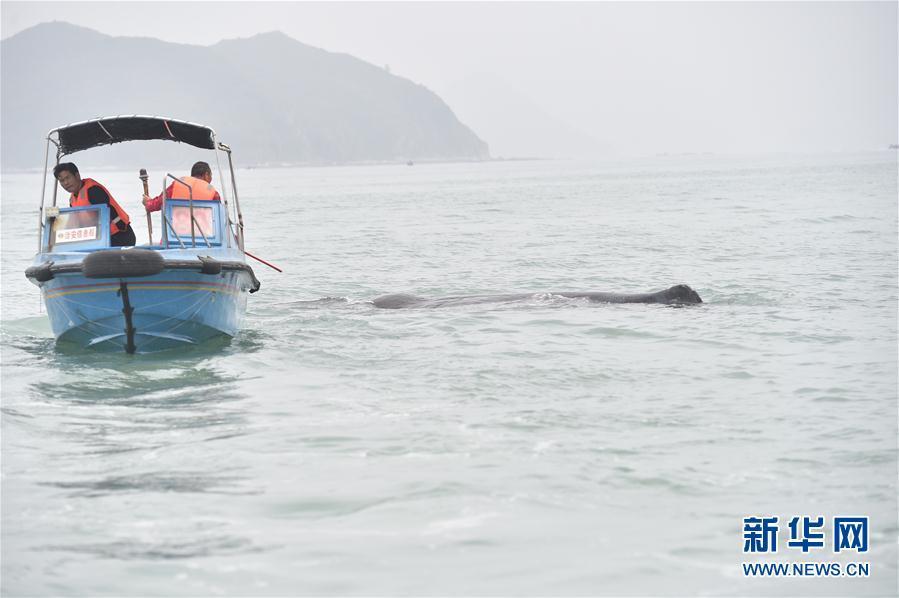 抹香鯨被漁網纏3小時 獲救后不肯離去