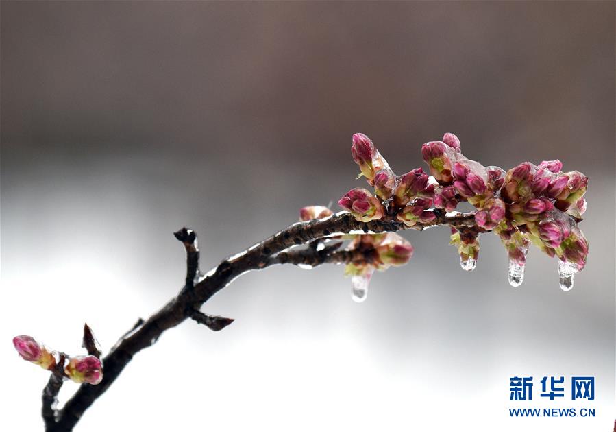 美國東北部遭遇暴風(fēng)雪 數(shù)千航班取消（組圖）