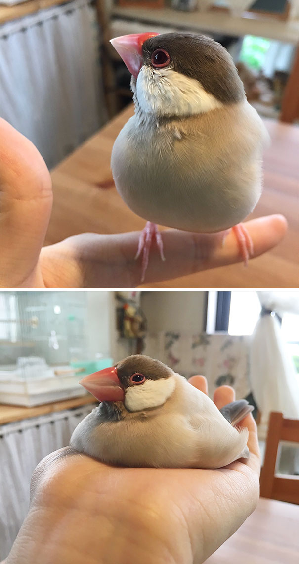 萌化人心 那些變成一灘的動物們
