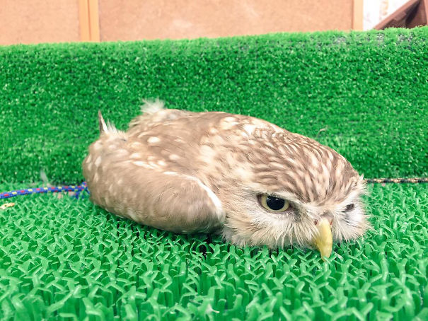 萌化人心 那些變成一灘的動物們