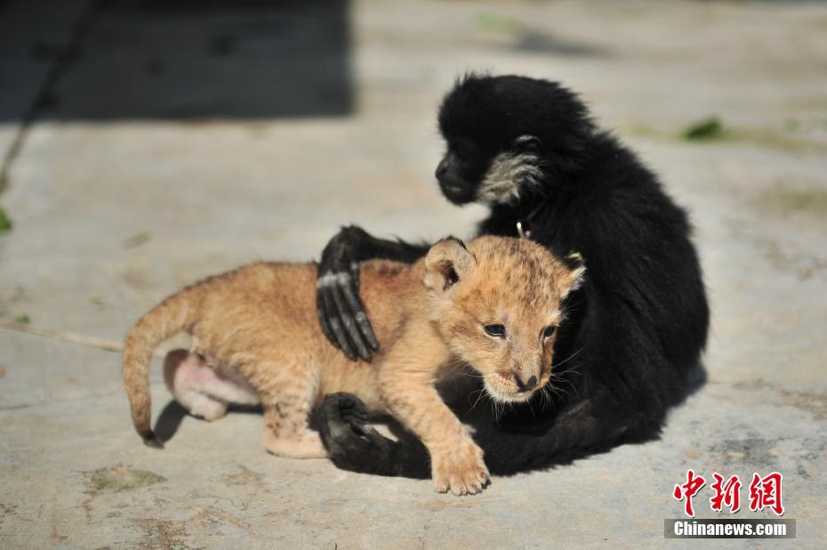 云南野生動(dòng)物園新添小獅子 呆萌可愛