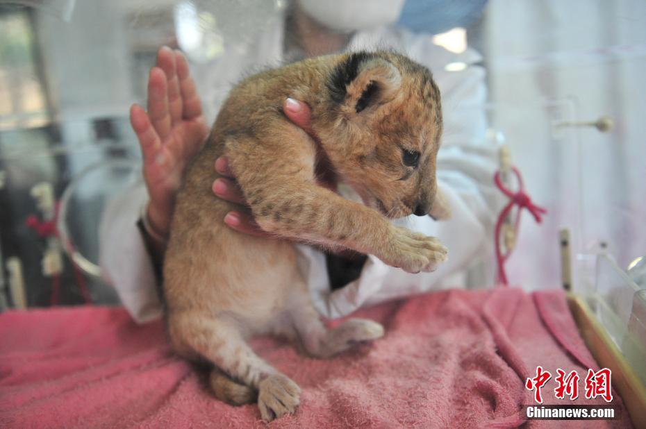 云南野生動物園新添小獅子 呆萌可愛