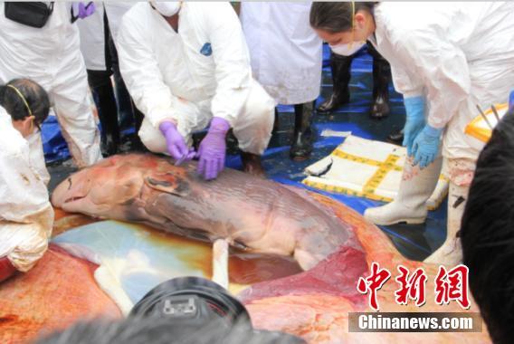 擱淺死亡鯨魚已懷孕 世界首例發現抹香鯨胎盤【圖】