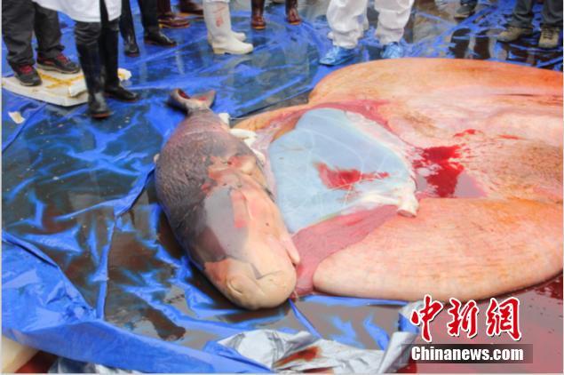 擱淺死亡鯨魚已懷孕 世界首例發現抹香鯨胎盤【圖】