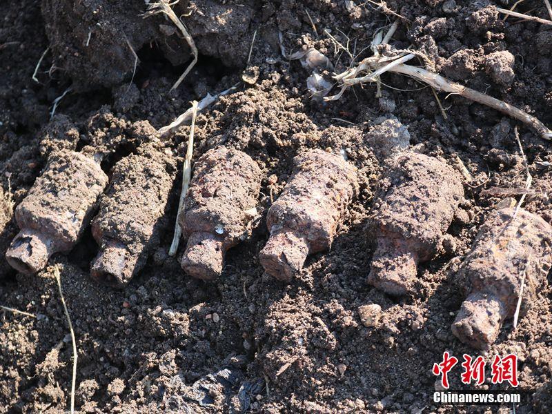 黑龍江一村民整修河道 挖出6枚疑似日偽時期手雷（圖）