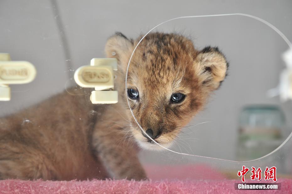 云南野生動物園新添小獅子 呆萌可愛[組圖]