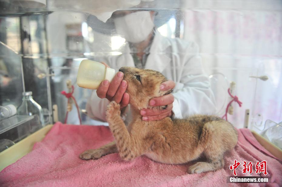 云南野生動物園新添小獅子 呆萌可愛[組圖]